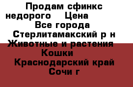 Продам сфинкс недорого  › Цена ­ 1 000 - Все города, Стерлитамакский р-н Животные и растения » Кошки   . Краснодарский край,Сочи г.